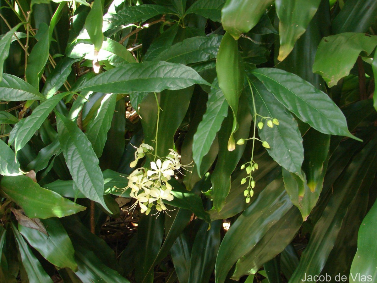 Clerodendrum laevifolium Blume